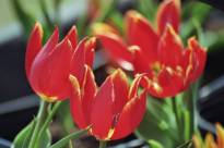 tulipa botanique schrenkii3 jpg