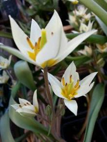 tulipa botanique sogdiana