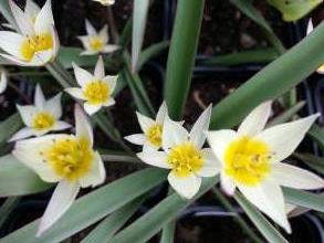 tulipa botanique sogdiana