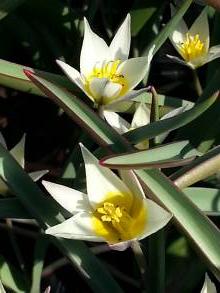 tulipa botanique sogdiana
