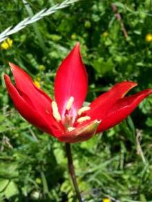 tulipa botanique sprengeri