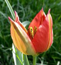 liliaceae 
     tulipa botanique 
     sprengeri 
      
     tulipe