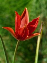 tulipa botanique sprengeri2 jpg