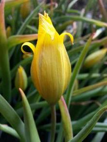 liliaceae 
     tulipa botanique 
     sylvestris 
      
     tulipe sylvestre