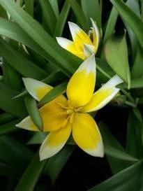 tulipa botanique tarda