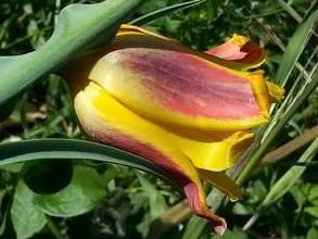 liliaceae 
     tulipa botanique 
     tetraphylla 
      
     tulipe