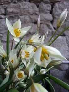 tulipa botanique turkestanica