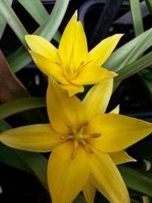 tulipa botanique urumiensis