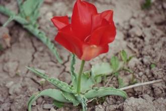liliaceae 
     tulipa botanique 
     vveddenskyi 
     Tangerine Beauty 
     tulipe