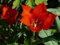 tulipa botanique vveddenskyi1 jpg bldep