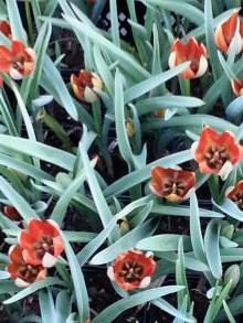 tulipa botanique whittallii