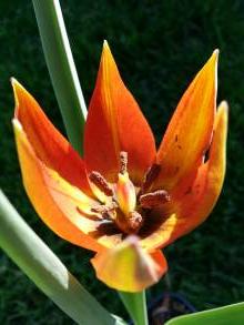 tulipa botanique whittallii