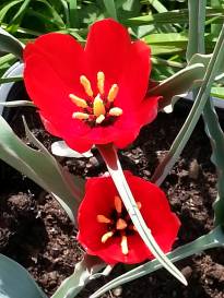 liliaceae 
     tulipa botanique 
     wilsoniana 
      
     tulipe