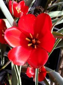 tulipa botanique wilsoniana