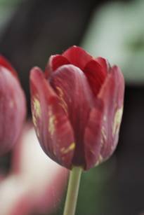 liliaceae 
     tulipa historique 
      
     Bridesmaid 
     tulipe