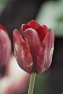 tulipa historique bridesmaid