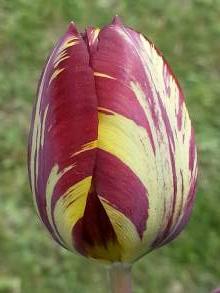 liliaceae 
     tulipa historique 
     Rembrandt 
     Absalon 
     tulipe