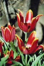 liliaceae 
     tulipa historique 
     Simple hâtive 
     Duc van Tol Red & Yellow 
     tulipe