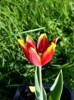 tulipa historique simple hative duc van tol red yellow 1