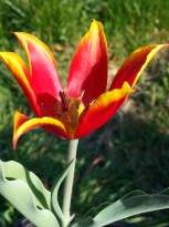 tulipa historique simple hative duc van tol red yellow 2