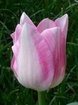 tulipa historique simple hative la reine rose 1