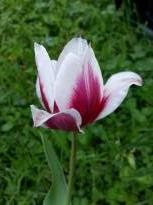 liliaceae 
     tulipa historique 
     historique 
     Lac van Rijn 
     tulipe