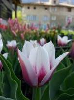 tulipa historique simple hative lac van rijn 2