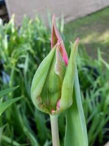 tulipa historique viridiflora red hue