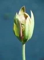 tulipa historique viridiflora red hue1 jpg
