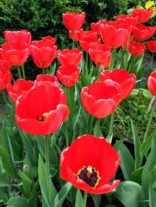 tulipa massif darwin apeldoorn