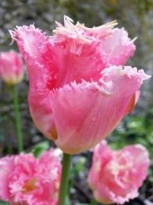 tulipa massif dentelle fancy frills
