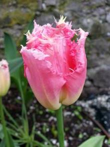 liliaceae 
     tulipa massif 
     dentelle 
     Fancy Frills 
     tulipe