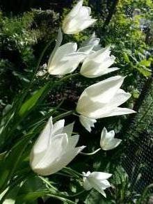 tulipa massif fleur de lys white triumphator