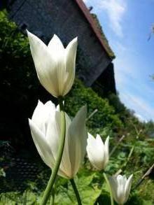 tulipa massif fleur de lys white triumphator