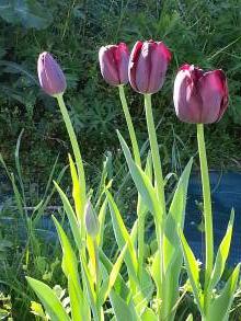 tulipa massif simple tardive queen of night