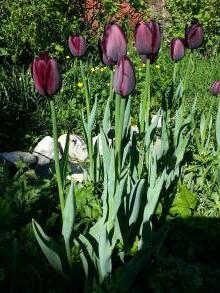 tulipa massif simple tardive queen of night
