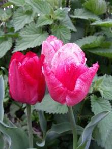 tulipa massif triomphe hemisphere