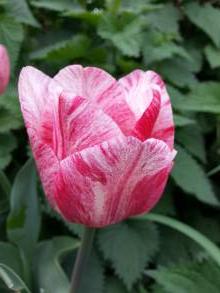 tulipa massif triomphe hemisphere