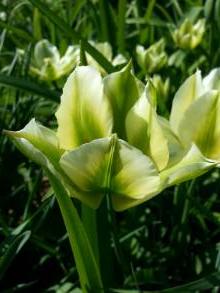 liliaceae 
     tulipa massif 
     viridiflora 
     Spring Green 
     tulipe