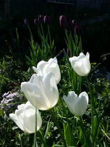 tulipa massif white dream