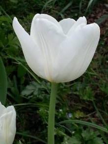 liliaceae 
     tulipa massif 
     Triomphe 
     White Dream 
     tulipe