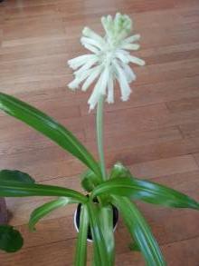 hyacinthaceae 
     veltheimia 
     bracteata 
     Lemon Flame 
     veltheimia