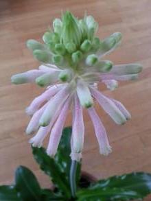 hyacinthaceae 
     veltheimia 
     bracteata 
      
     veltheimia