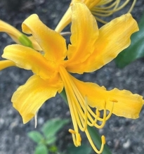 liliaceae 
     lycoris 
     aurea 
      
     lycoris