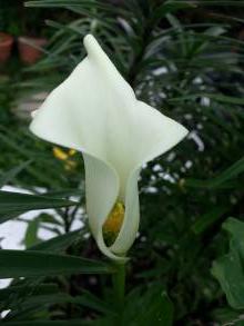 araceae 
     zantedeschia 
     aethiopica 
      
     Arum