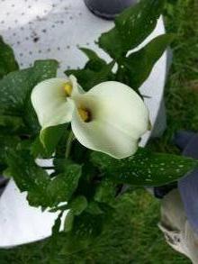 araceae 
     zantedeschia 
     albomaculata 
      
     Arum