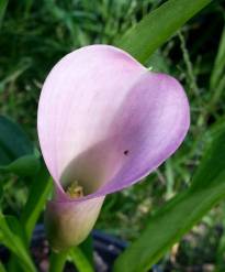 zantedeschia rehmannii